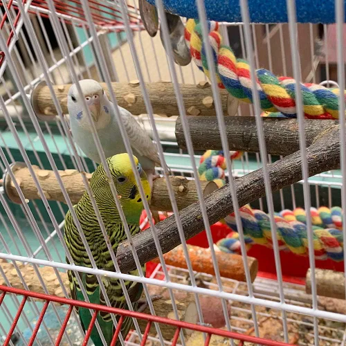 Vista 7 de LIMIO Perca para pájaros, 4 piezas, soporte de madera natural, juguetes para periquitos, accesorios para jaulas de pájaros, suministros de conure
