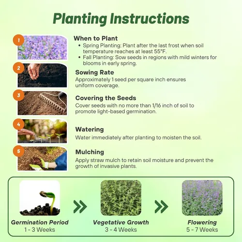 Vista 4 de Outsidepride Nepeta Cataria Semillas de hierba gatera para plantar, 1/4 lb. Semillas de hierbas perennes, aptas para polinizadores, tolerantes a
