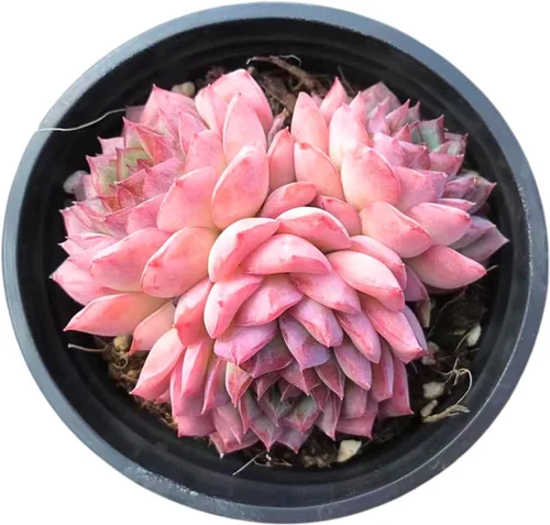 Vista 6 de Echeveria Agavoides Blue Dragon – Planta suculenta viva – 3 pulgadas – Tolerante a la sequía, bajo mantenimiento, perfecta para decoración