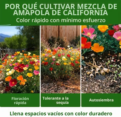 Vista 5 de HOME GROWN California Poppy Formula Mix 3000 Semillas Eschscholzia