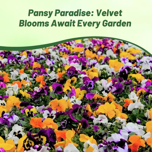 Vista 6 de Outsidepride Velvet Mix Viola - Semillas de pensamiento para plantar, 1000 unidades. Flores bienales, resistentes al frío y aptas para polinizadores
