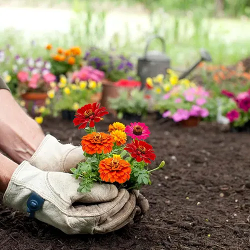 Vista 7 de Meekear Kit de 5 – Creciendo en margarita Shasta, aciano, girasol, zinnia, lavanda para interiores y exteriores, jardín, regalos de bricolaje