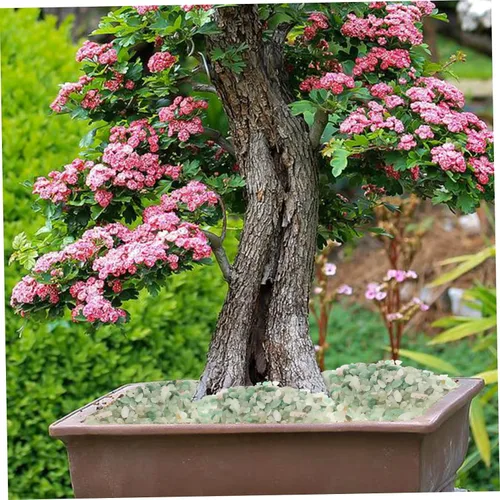 Vista 3 de Yardwe 6 paquetes de almohadas suculentas para decoración de piedras, relleno de pecera, piedras para paisajismo, jarrón, acuario, guijarros