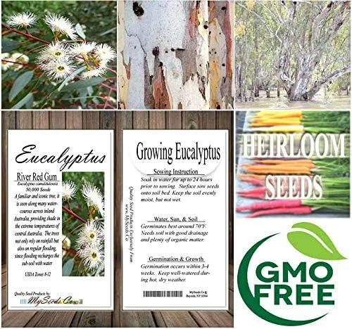 Vista 8 de Semillas para árbol de pino sin transgénicos de MySeeds.Co