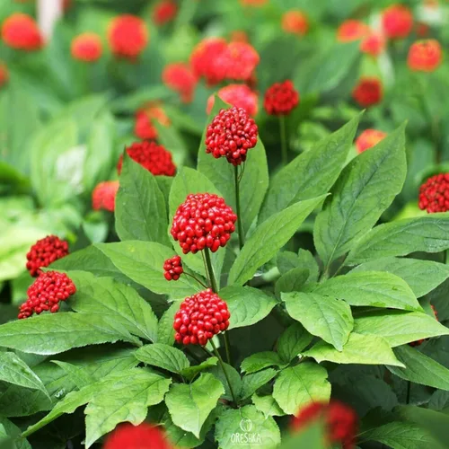 Vista 3 de 50 Semillas Ginseng Americano Semillas Preciosos Materiales Medicinales Ginseng Salvaje
