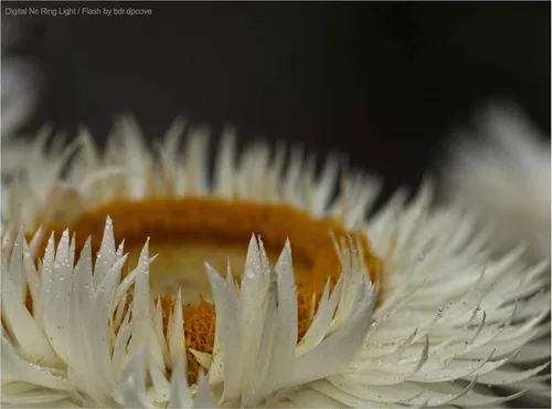 Vista 3 de Anillo de luz LED macro dual/flash para Fujifilm X-T20