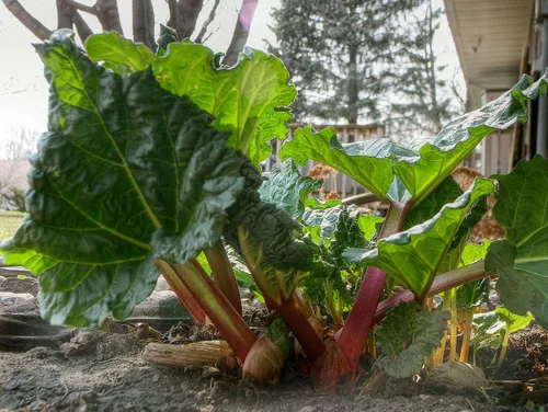 Vista 2 de Dulce ruibarbo Victoria 35 días de herencia vegetal sin OMG para plantar
