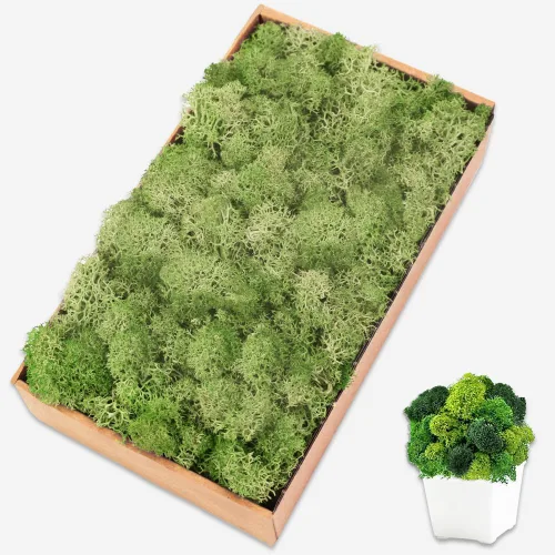 Vista 33 de Musgo de reno azul de 3.5 onzas, musgo preservado para plantas, decoración de musgo, musgo verde para manualidades, musgo para plantas en maceta