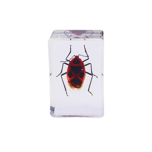 Vista 3 de Espécimen de resina Colección de insectos Pisapapeles Espécimen animal para educación científica 6 estilos insectos