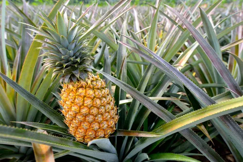 Vista 6 de Piña seca en cubitos, 1 libra, cruda, vegana, endulzada, sin sulfatar, a granel, ideal para uso culinario y hornear