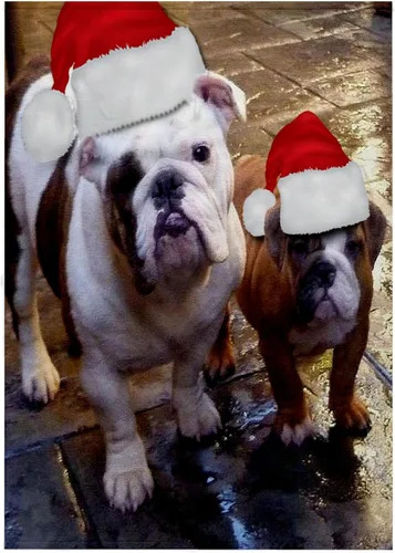 Vista 7 de 3dRose English Bulldog Christmas Wearing 11x12 Wash Cloth for Face and Body