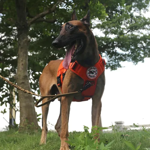 Vista 5 de ICEFANG GN3 - Arnés táctico para perros con 6 hebillas, chaleco Molle con asa, cobertura de 3/4 del cuerpo, panel de gancho y bucle para parche