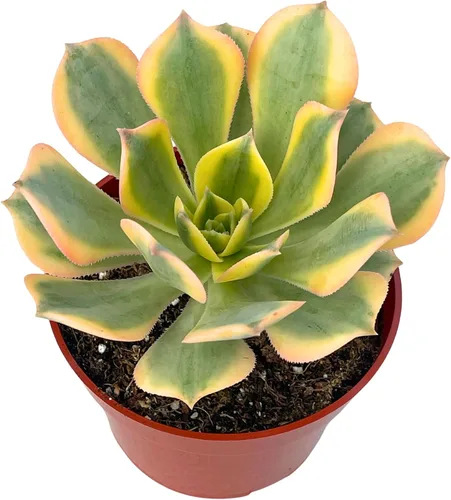 Vista 6 de The Succulent Cult - Collar de bebé de Crassula de 4 pulgadas, plantas suculentas raras totalmente arraigadas en suelo suculento, planta de casa