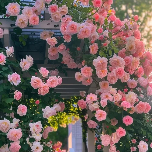 Vista 4 de Más de 300 semillas de rosas trepadoras para plantar, arbustos de rosas trepadoras raras y trepadoras, enredaderas sin OMG, semillas de flores