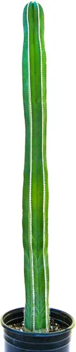 Vista 16 de Cactus Outlet - Curiosity - Plantas de cactus vivas, plantas vivas para uso en interiores y exteriores, cactus vivos, 12 a 18 pulgadas, cactus vivos