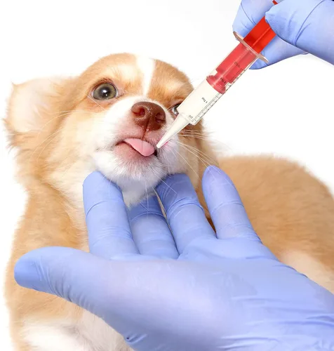 Vista 7 de Patelai Dispensador de jeringas para perros y gatos, 3 unidades, dispensador de jeringas reutilizables para mascotas, dispensador de alimentación