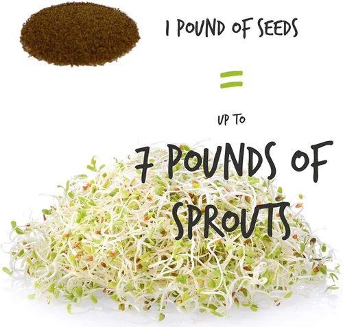 Vista 4 de Semilla de germinación de lentejas verdes secas orgánicas certificadas: 4 onzas - Handy Pantry Marca: lentejas secas para plantar semillas