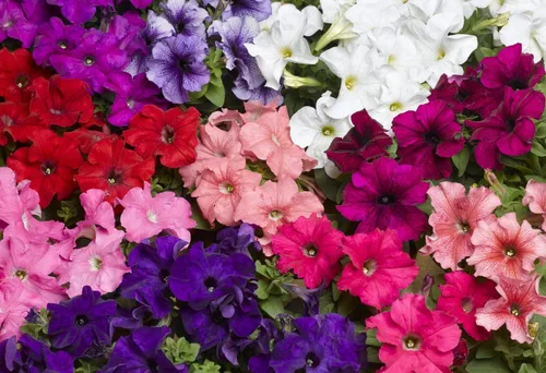 Vista 5 de Semillas Petunia Triumph Rainbow Mix - Flores anuales para plantar - Sin OMG