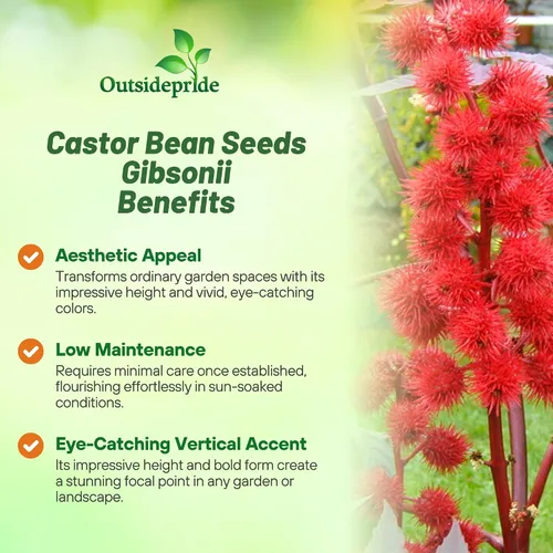 Vista 3 de Outsidepride Gibsonii Semillas de ricino – 50 semillas anuales de flores tropicales de crecimiento rápido para plantar follaje vibrante y flores