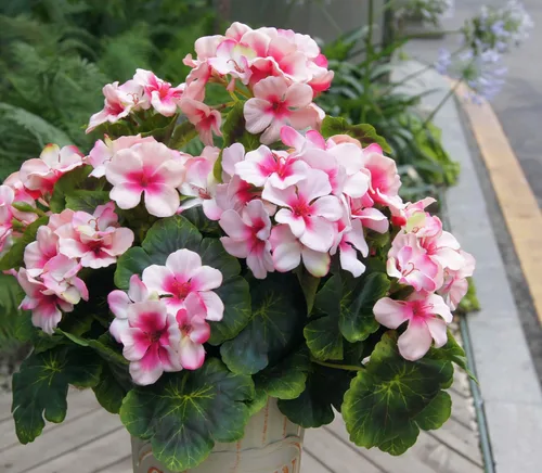 Vista 6 de 2 piezas de geranios artificiales de 18 pulgadas para exteriores, flores de geranio de seda, resistentes a los rayos UV, color rosa para bodas