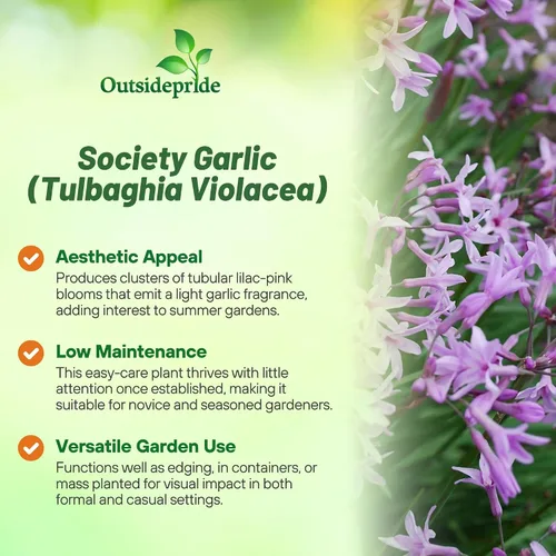 Vista 3 de Outsidepride Society Semillas de ajo para plantar, 50 piezas perennes, de bajo mantenimiento, flores moradas, frescas para jardines de hierbas, uso