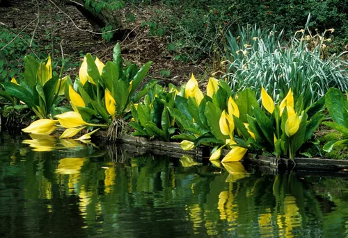 Vista 3 de 10 semillas de flor de col lysichiton americanus mofeta húmeda de lysichiton amarillo