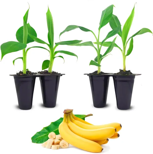 Vista 4 de Plantas de plátano Basjoo (Musa basjoo) (paquete de 4) – Plantas vivas para plantar, plátano resistente al frío para un aspecto tropical exuberante