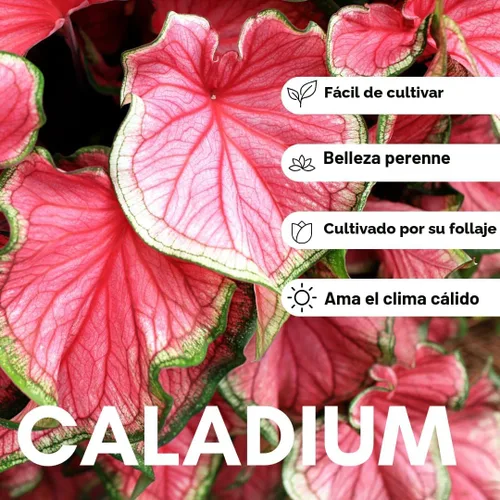 Vista 2 de 6 Bulbos de Caladio Crimson Sky para Plantar - Hosta Perenne, Orejas de Elefante, Elegante (6 Bulbos)