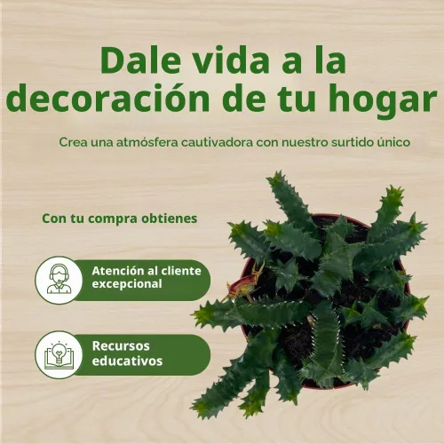 Vista 6 de BubbleBlooms Salvavidas Huernia Zebrina, Starfish Stapelia Cactus, vive en una maceta de 4 pulgadas