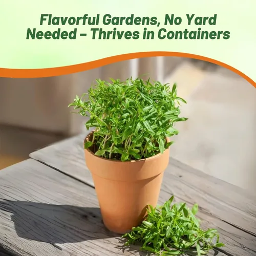 Vista 5 de Outsidepride Summer Savory Seeds - Semillas anuales de hierbas culinarias para plantar con hojas aromáticas, tolerantes a la sequía y compactas