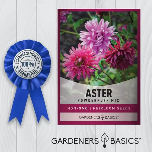 Vista 6 de Gardeners Basics Aster Powderpuff Mix Semillas de flores