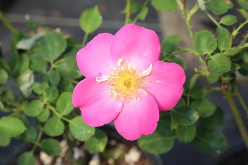Vista 11 de Rosas resistentes de reliquia, planta de raíz propia, Hawkeye Belle Blanco cremoso con bordes rosados