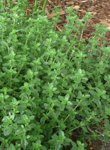 Vista 5 de Semillas de tomillo - Conocido como tomillo de jardín, tomillo inglés y tomillo común, hierba perenne (1000 semillas)