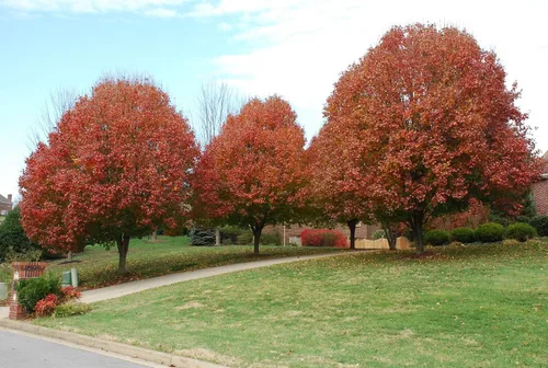 Vista 3 de Bradford Pear, Pyrus calleryana, (Callery Pear) 30 semillas de árbol (colores rápidos y otoñales)