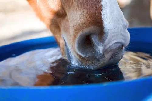 Vista 3 de Show FresH2O Equine Water Treatment - Elimina eficazmente el cloro en el agua potable que puede hacer que los animales no beban. No contiene azúcar