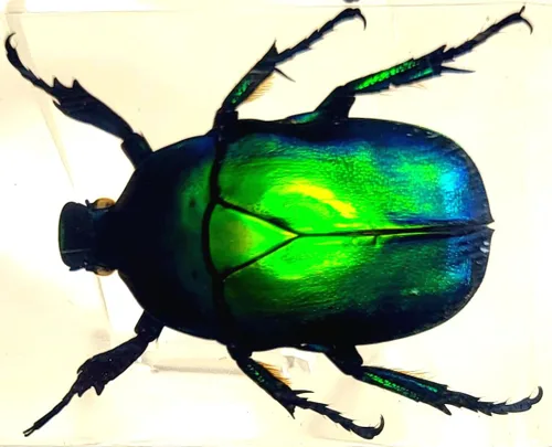 Vista 15 de 44mm Hormiga gigante tropical real en resina de lucita transparente cristalina, espécimen preservado Pseudoneoponera Rufipes, taxidermia