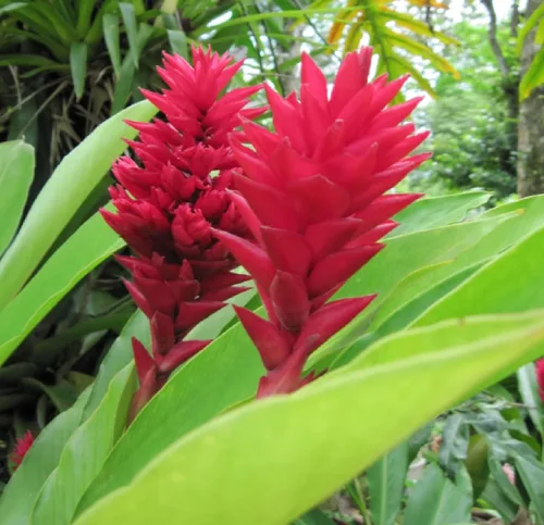Vista 2 de Raíz de planta de jengibre rojo hawaiano ~ Grow Hawaii