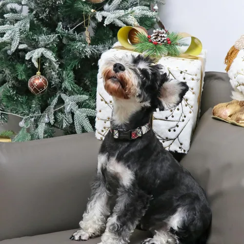 Vista 69 de Aring Pet Collar de algodón, ligero y ajustable, con hebilla de liberación rápida, para perros pequeños, medianos y grandes, para cachorros, S, Hoja