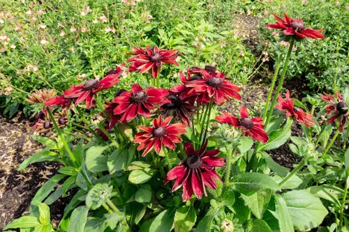 Vista 6 de 20 semillas de flores de Susan de ojos rojos y negros de cereza RUDBECKIA Hirta
