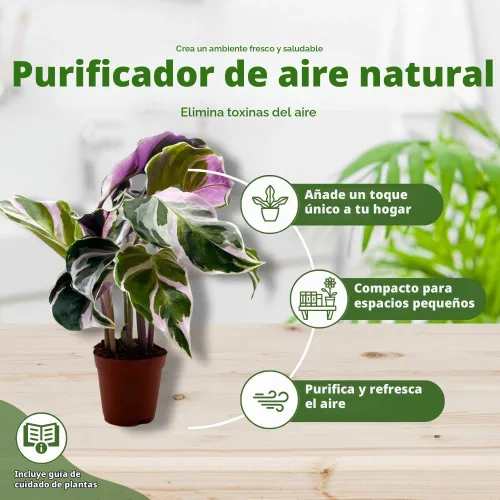 Vista 8 de BubbleBlooms Calathea Stella White Fusion abigarrada en maceta de 2 pulgadas Tiny Minie Pixie Plant