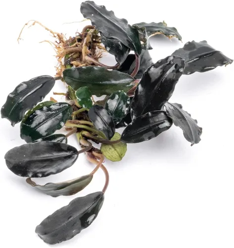 Vista 46 de SubstrateSource Bucephalandra Brownie Phantom - Planta de acuario viva – Decoración natural de pecera de agua dulce, decoración acuática