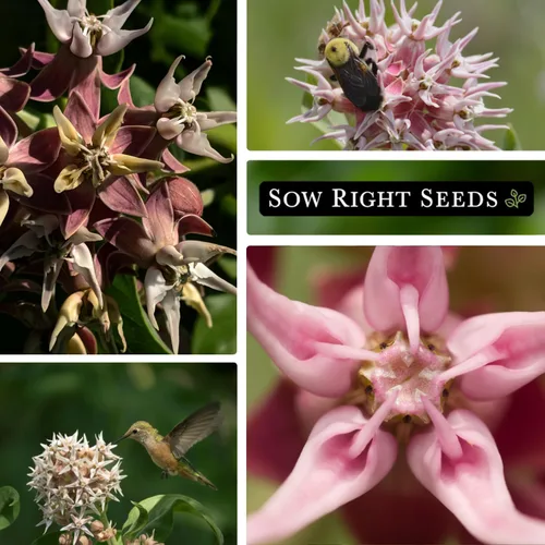 Vista 4 de Sow Right Seeds - Semillas llamativas de algodoncillo para plantar - Atrae monarca y otras mariposas a tu jardín - Semillas de reliquia sin OMG