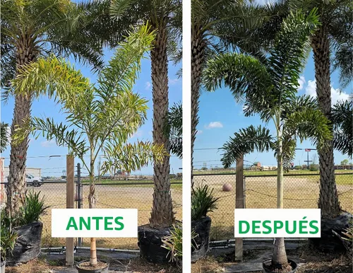 Vista 6 de Fertilizante de palmera de doble acción en bolsa a granel, bolsa de recarga para cubos fáciles de transportar
