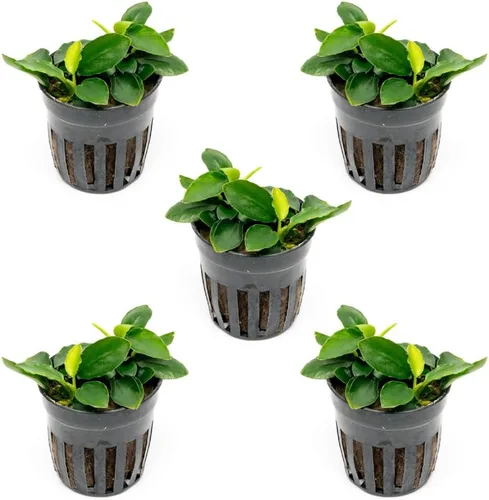 Vista 63 de SubstrateSource Plantas vivas – Anubias Hastifolia (Anubias hastifolia) – Luz baja a moderada, hojas en forma de flecha de color verde medio a