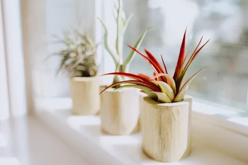 Vista 3 de Air Plant Shop Bulbosa Belice - Plantas de aire grandes - Suculentas - Tillandsia vivo - Plantas de interior y exterior de fácil cuidado