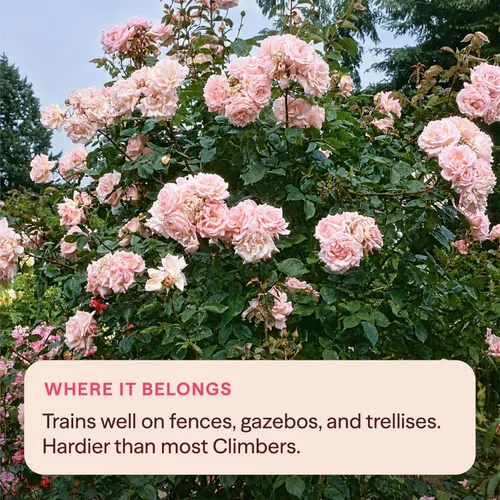 Vista 7 de Rosas trepadoras tradicionales, planta de raíz propia viva para jardín al aire libre, Compassion®, excepcionalmente fragantes, zonas de rusticidad