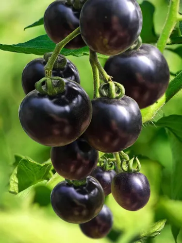 Vista 3 de Semillas de tomate cereza rosa índigo/tipo indeterminado/sin OGM/reliquia