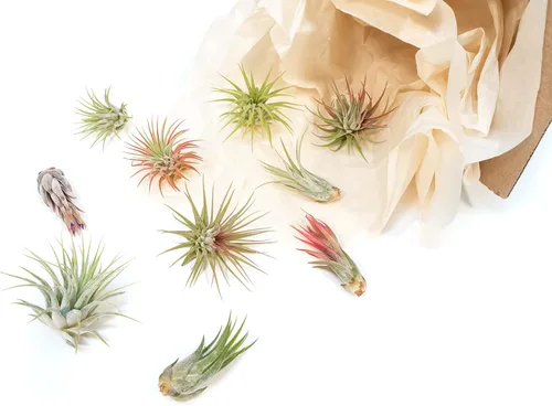 Vista 3 de Air Plant Shop Paquete de 12 plantas de aire Ionantha surtidas - Venta al por mayor y a granel - Suculentas - Tillandsia viva - Plantas de casa