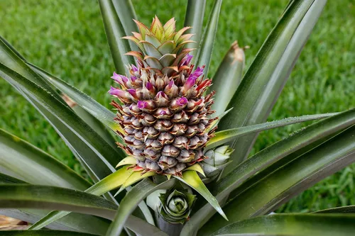 Vista 5 de Planta de piña - Planta viva en una maceta de cultivo de 4 pulgadas - Ananas Comosus - Árboles frutales de inicio listos para el patio y el jardín
