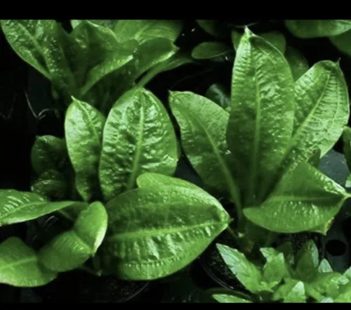 Vista 4 de Marcus Fish Tanks Espada de roseta Echinodorus Parviflorus Amazon Sword Live Aquarium Plant Bundle con raíces para pecera Comprar 2 y obtener 1
